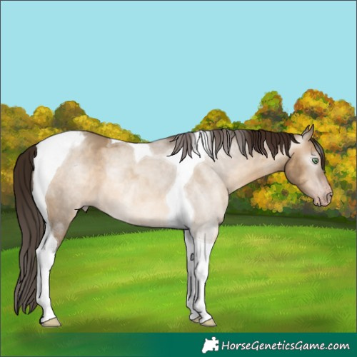 Horse Color:Gray Amber Champagne Dun Tobiano Varnish 