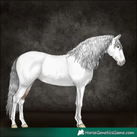 Horse Color:Gray Amber Champagne Dun Tobiano 