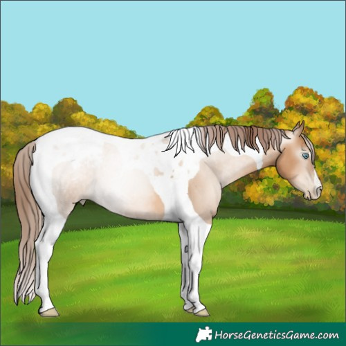 Horse Color:Gray Amber Champagne Pearl Tobiano Appaloosa 