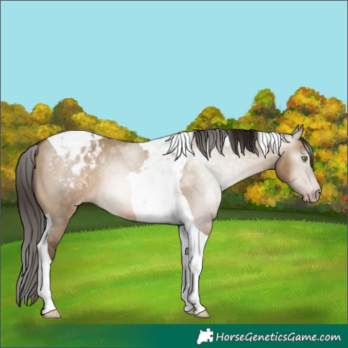 Horse Color:Gray Amber Champagne Dun Tobiano Appaloosa
