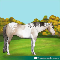 Horse Color:Gray Amber Champagne Dun Tobiano Appaloosa 