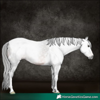 Horse Color:Gray Bay Tobiano 