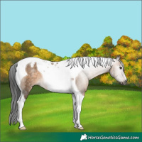 Horse Color:Gray Bay Dun Tobiano Appaloosa