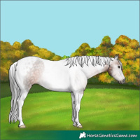 Horse Color:Gray Bay Tobiano Appaloosa 