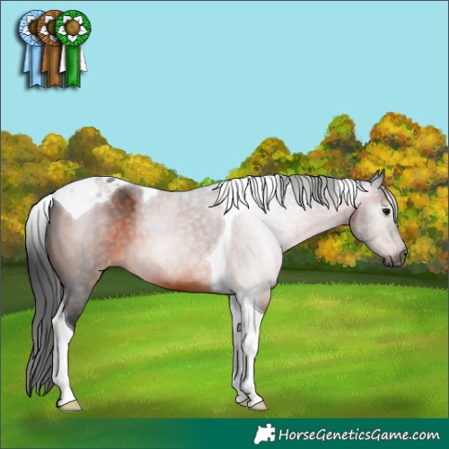 Horse Color:Gray Bay Tobiano Appaloosa 