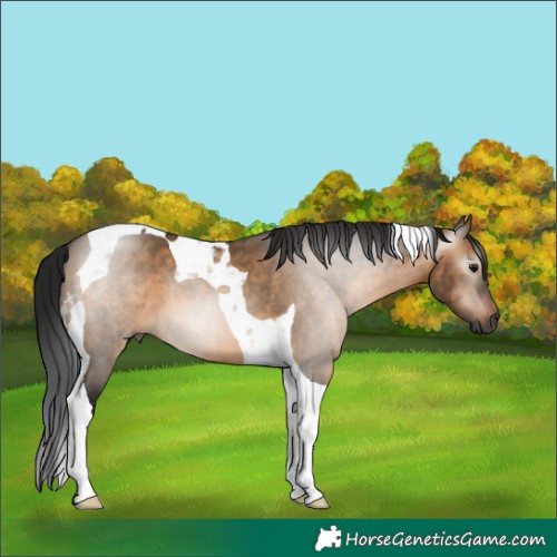 Horse Color:Gray Bay Dun Tobiano 