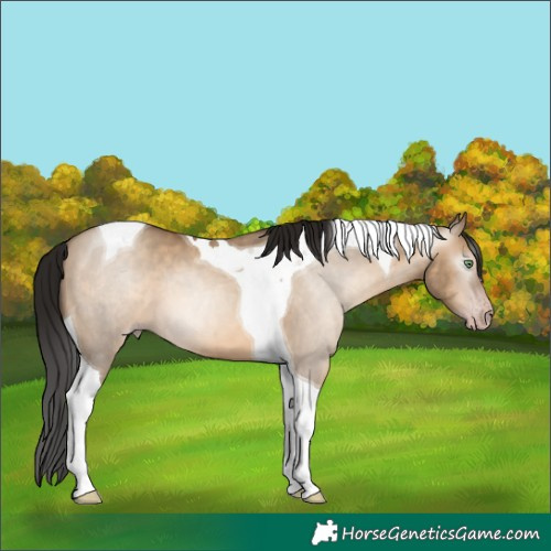 Horse Color:Gray Amber Champagne Dun Tobiano 