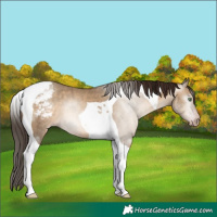 Horse Color:Gray Amber Champagne Dun Tobiano Varnish Brindle 