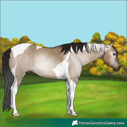 Horse Color:Gray Bay Dun Tobiano 