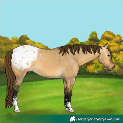 Horse Color:Gray Buckskin Dun Sabino Appaloosa 