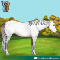 Horse Color:Gray Bay Dun Sabino Appaloosa 