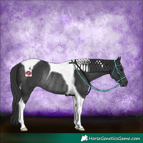 Horse Color:Black Tobiano Rabicano 