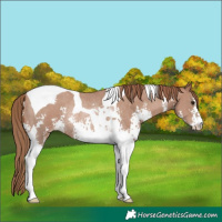 Horse Color:Black Pearl Sabino Tobiano Rabicano 