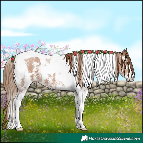 Horse Color:Black Pearl Sabino Tobiano