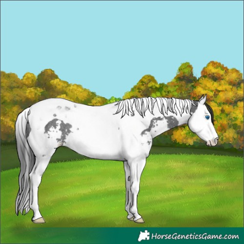 Horse Color:Black Sabino Splash Tobiano Rabicano 