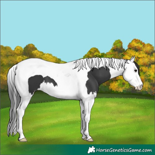 Horse Color:Black Splash Tobiano 