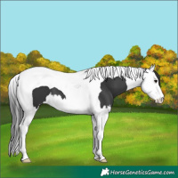 Horse Color:Black Splash Tobiano