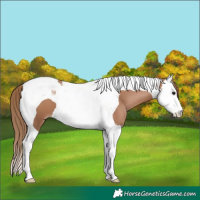 Horse Color:Black Pearl Splash Tobiano 