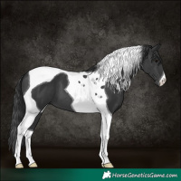 Horse Color:Black Tobiano 
