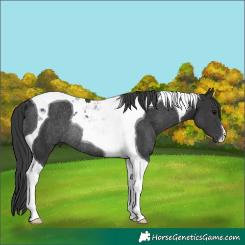 Horse Color:Black Tobiano Rabicano 