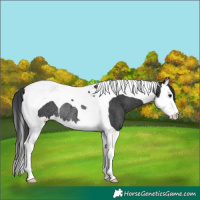 Horse Color:Black Splash Tobiano Rabicano