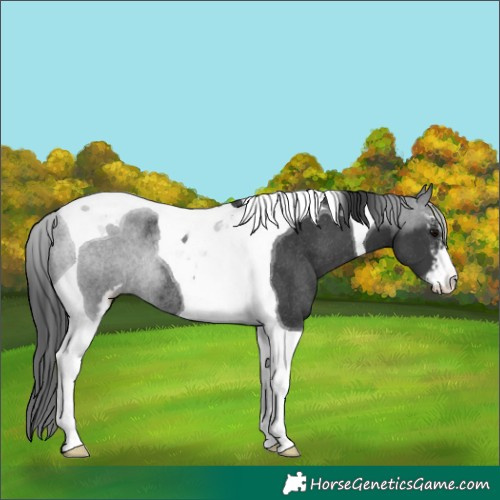 Horse Color:Black Sabino Tobiano Rabicano 