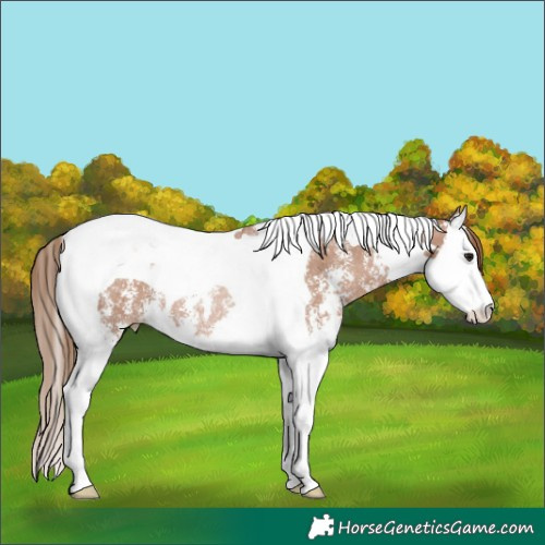 Horse Color:Black Pearl Sabino Splash Tobiano Rabicano 