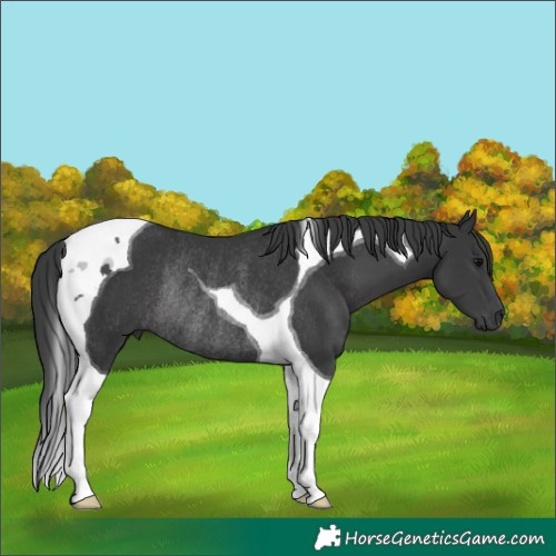 Horse Color:Black Tobiano Rabicano 