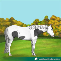 Horse Color:Black Splash Tobiano Rabicano 
