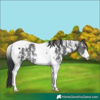 Horse Color:Black Sabino Tobiano 