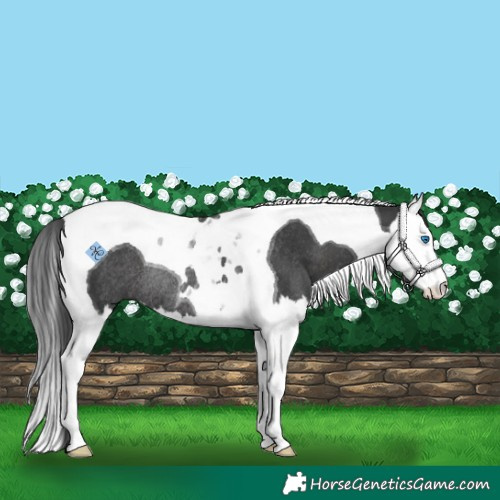 Horse Color:Black Splash Tobiano Rabicano 