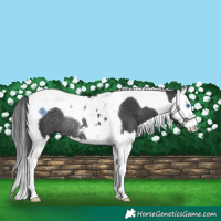 Horse Color:Black Splash Tobiano Rabicano