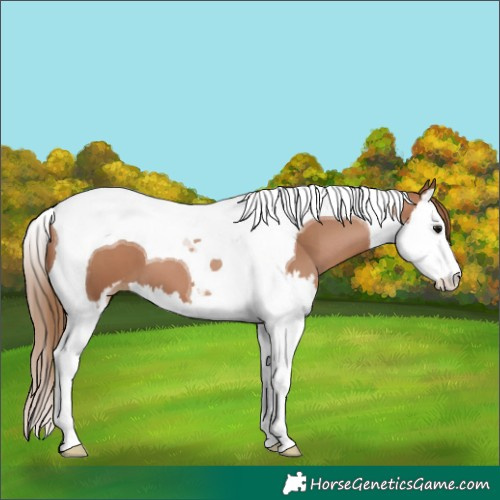 Horse Color:Black Pearl Sabino Splash Tobiano 
