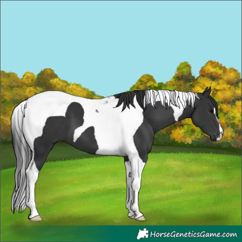 Horse Color:Black Tobiano 