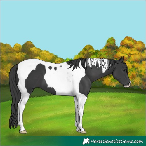 Horse Color:Black Tobiano