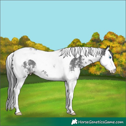 Horse Color:Black Sabino Splash Tobiano Rabicano 