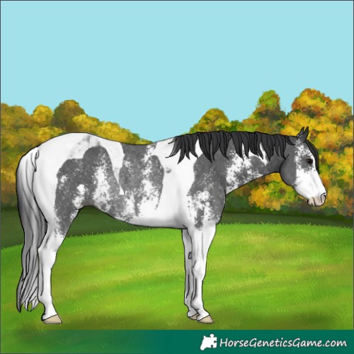 Horse Color:Black Sabino Tobiano Rabicano 