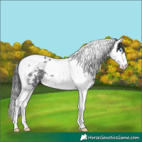 Horse Color:Black Sabino Splash Tobiano 