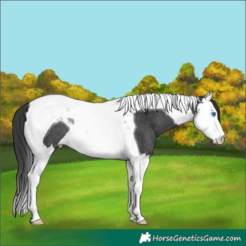 Horse Color:Black Splash Tobiano Rabicano 