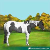 Horse Color:Black Tobiano Rabicano 