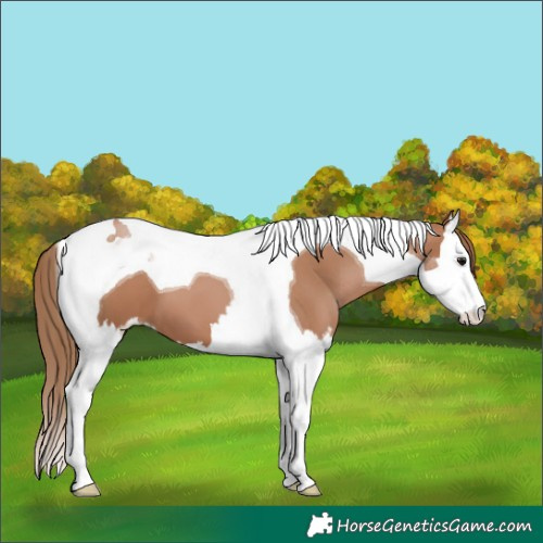 Horse Color:Black Pearl Splash Tobiano