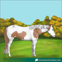 Horse Color:Black Pearl Splash Tobiano 