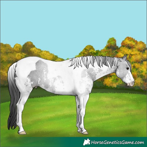 Horse Color:Black Sabino Tobiano Rabicano 