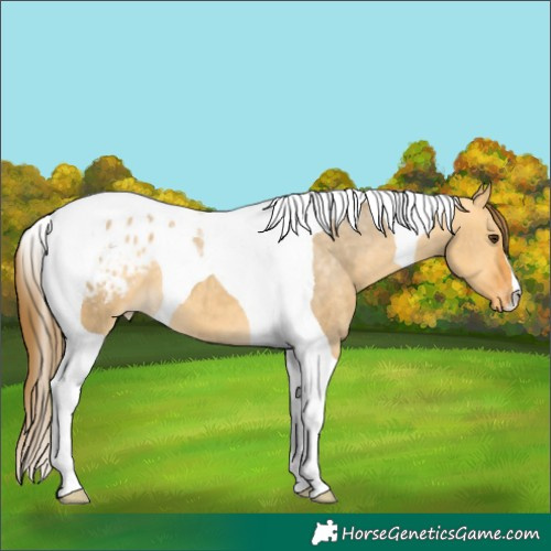Horse Color:Buckskin Dun Tobiano Appaloosa 