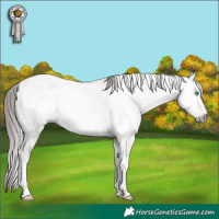 Horse Color:Gray Amber Champagne Dun Tobiano Appaloosa