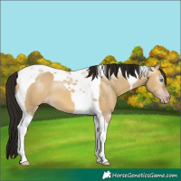 Horse Color:Gray Sable Cream Champagne Dun Tobiano 