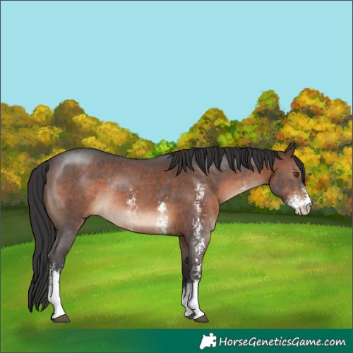 Horse Color:Brown Sabino Rabicano 