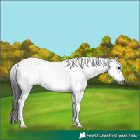 Horse Color:Grullo Sabino Tobiano Frame Rabicano 