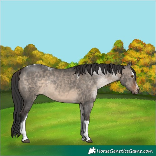 Horse Color:Brown Dun Sabino Tobiano Rabicano