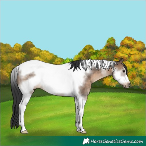 Horse Color:Brown Dun Sabino Tobiano Frame Rabicano
